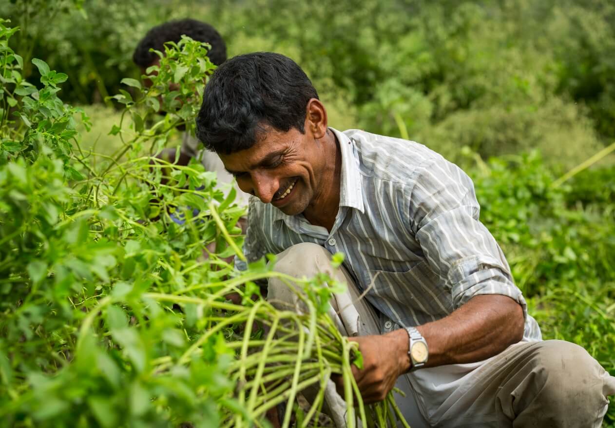 無農薬有機栽培のオーガニックミントを栽培する、インドの農家の写真。